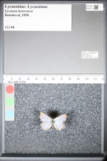 Media type: image;   Entomology 51179